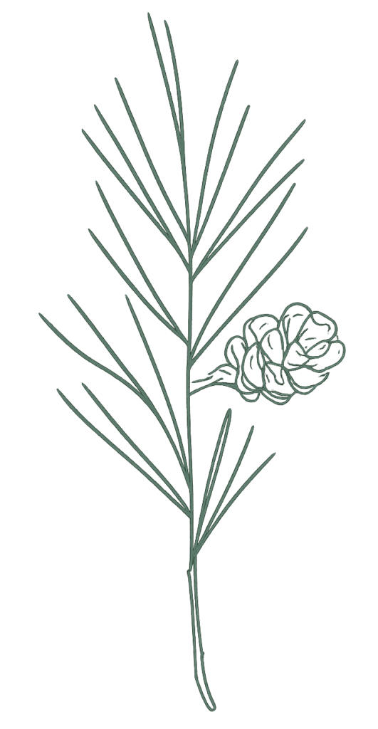 Der Kiefernzweig Cropped 5372F3A5 7909 409C B389 B06959A4CFB6 531x1024